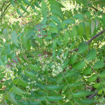 Azadirachta indica